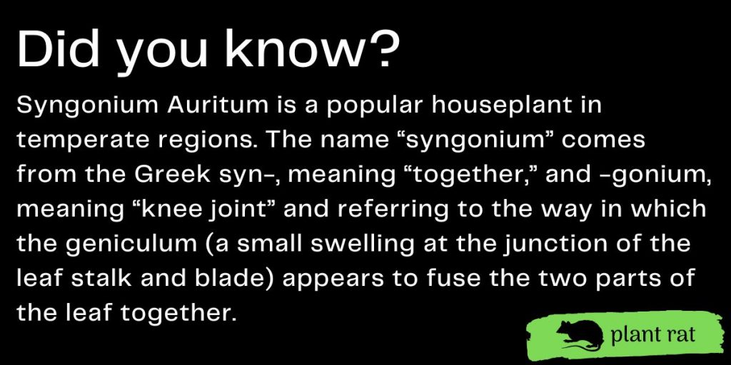 syngonium auritum mini trivia info