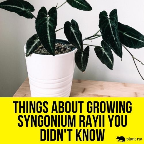 syngonium rayii in a white pot