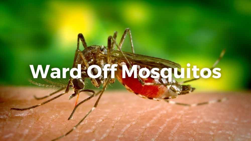 mosquito lands on skin