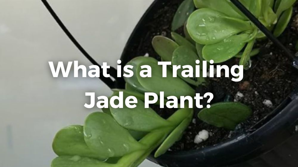 trailing jade plant in a black pot