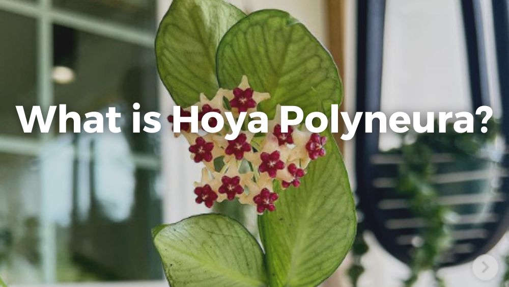 holy polyneura leaves with blooming flowers