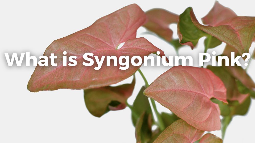 Pink Syngonium leaves