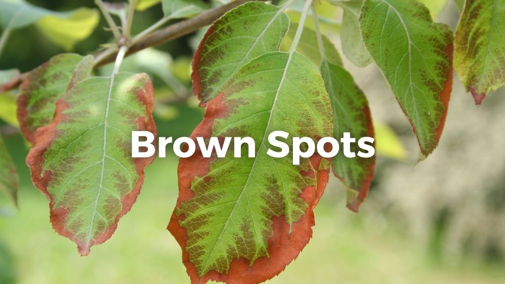 brown spots on apple leaves