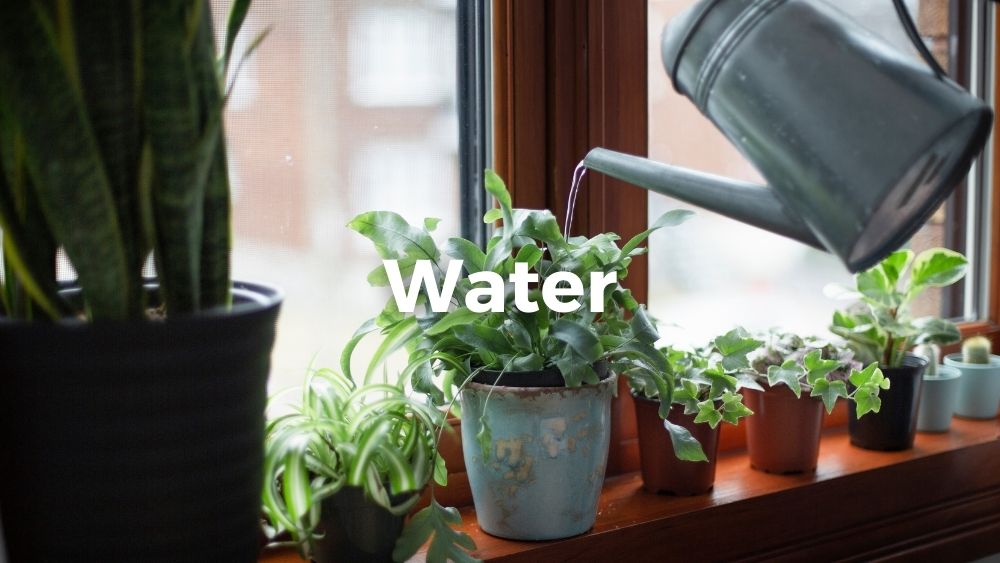 watering houseplants near the window