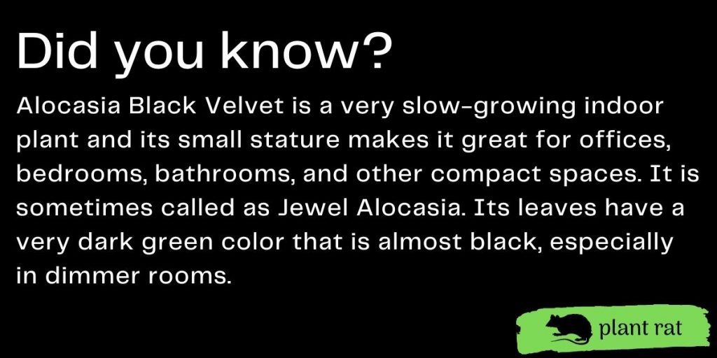 alocasia black velvet complete growing guide info