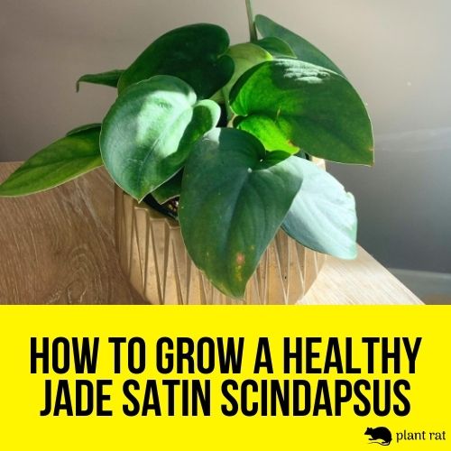 jade satin scindapsus in a pot