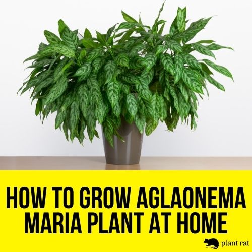 aglaonema maria plant in a grey pot