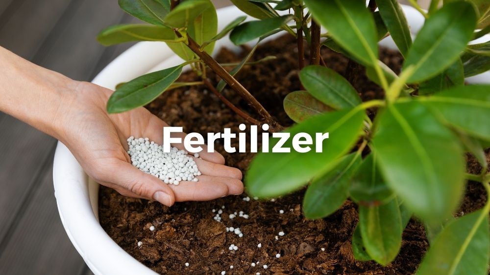 fertilizing a potted plant