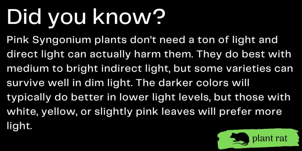 syngonium pink minia trivia info