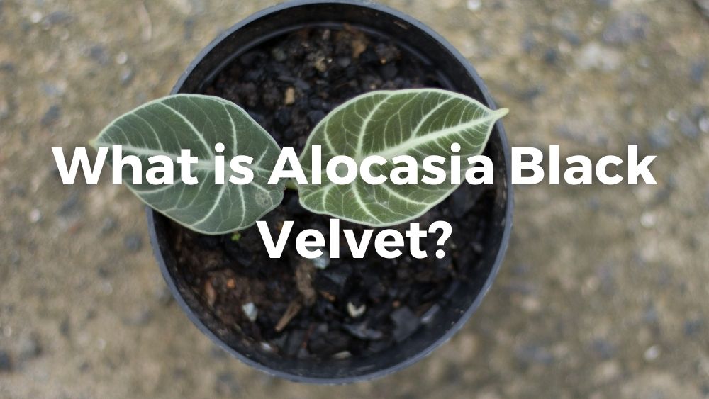 alocasia black velvet with two leaves in a black pot