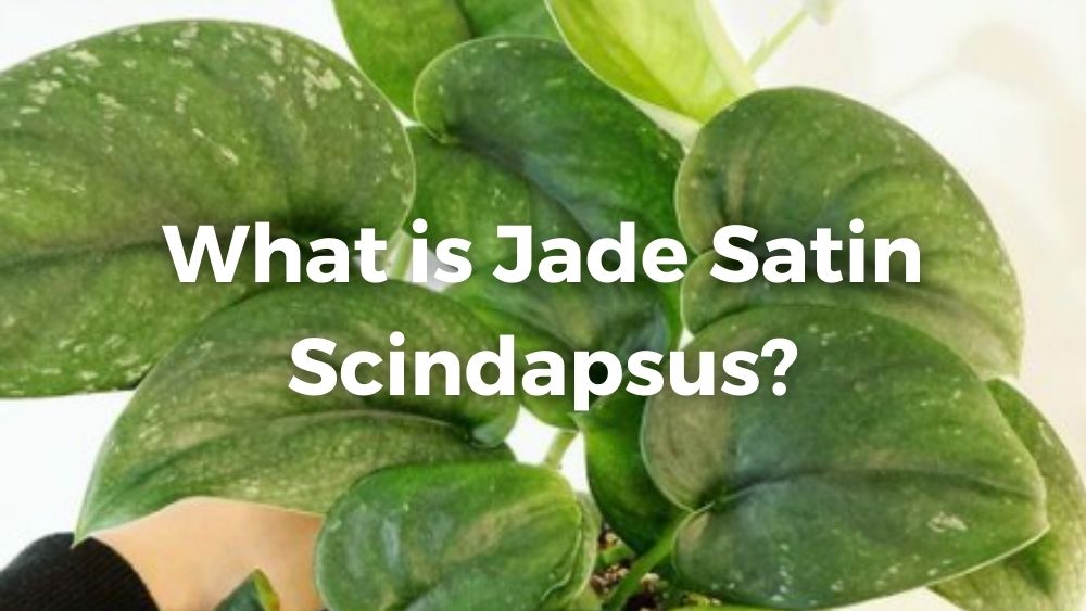 jade satin scindapsus close up