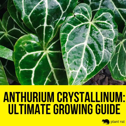 leaves of anthurium crystallinum