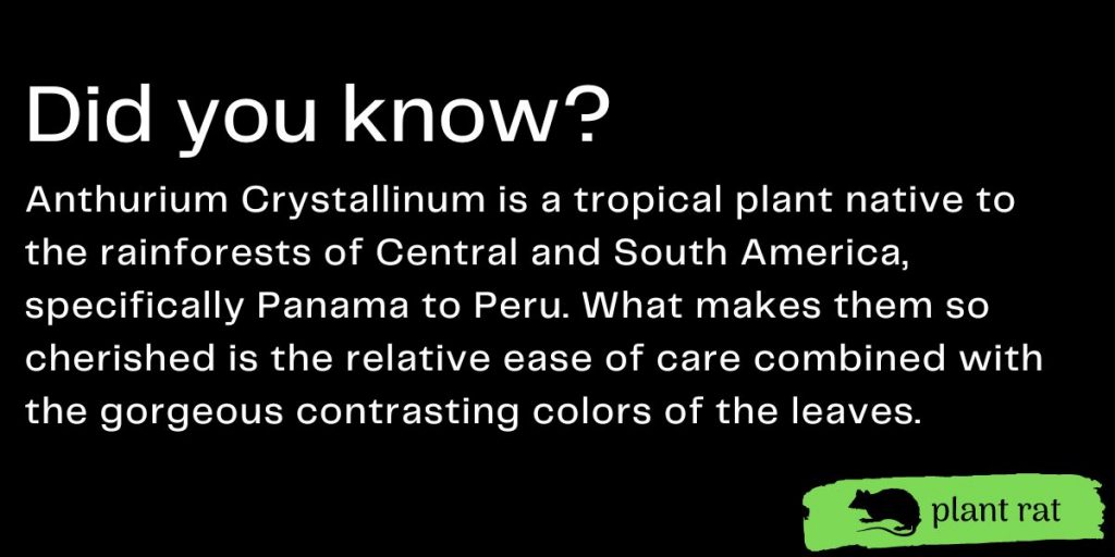 anthurium crystallinum mini trivia info