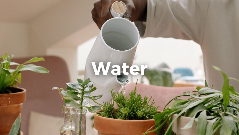 person watering an indoor plant