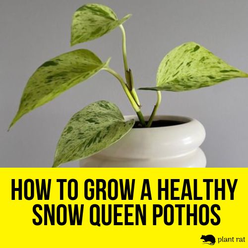 snow queen pothos in a white pot
