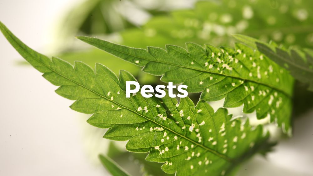 spider mite plant pests