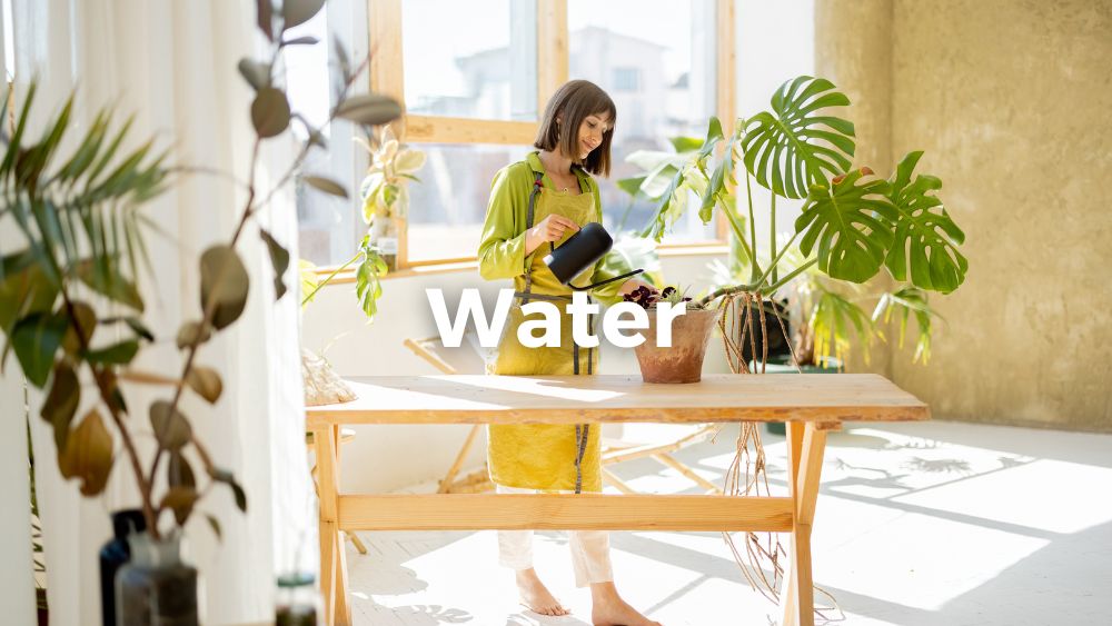 woman watering indoor plants