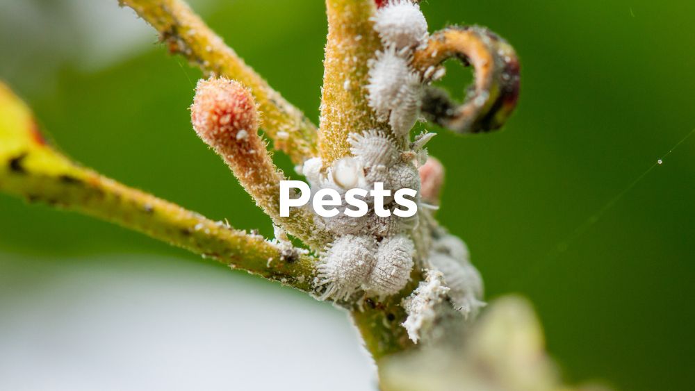 mealybugs on plants