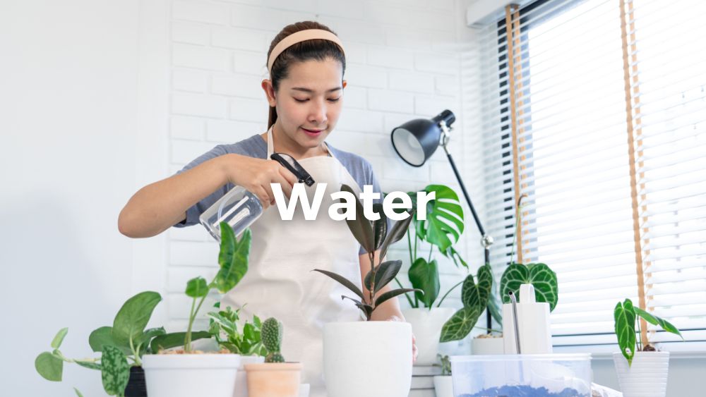 woman spraying indoor plants with water