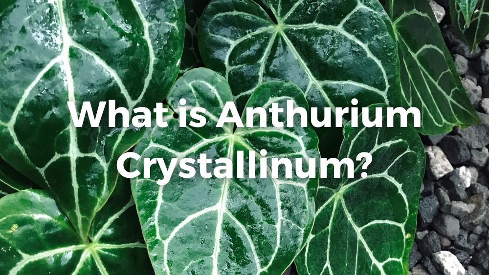close up shot of anthurium crystallinum