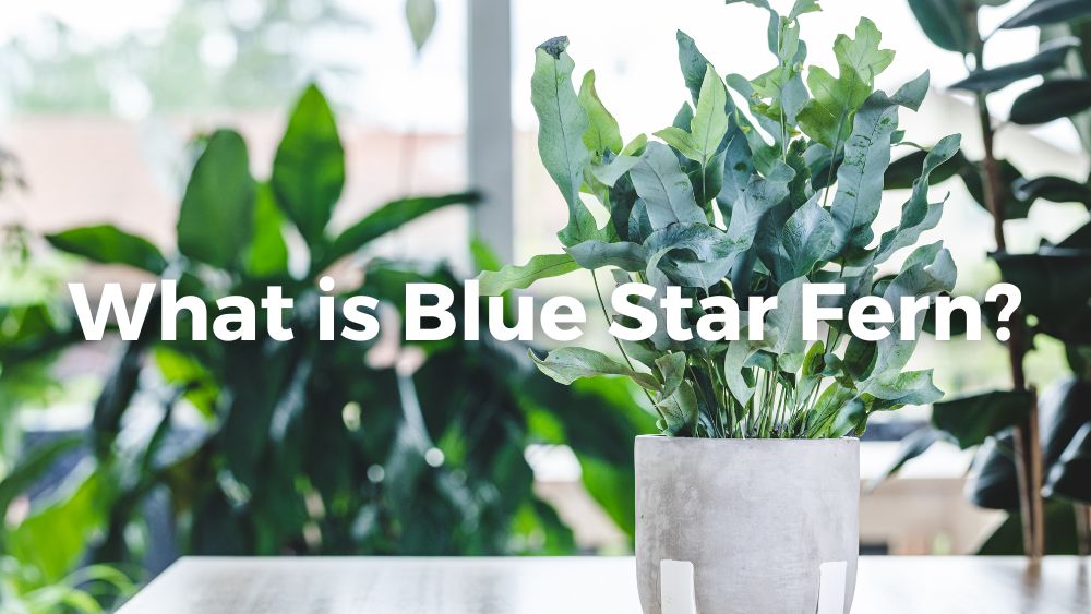 blue star fern in white pot