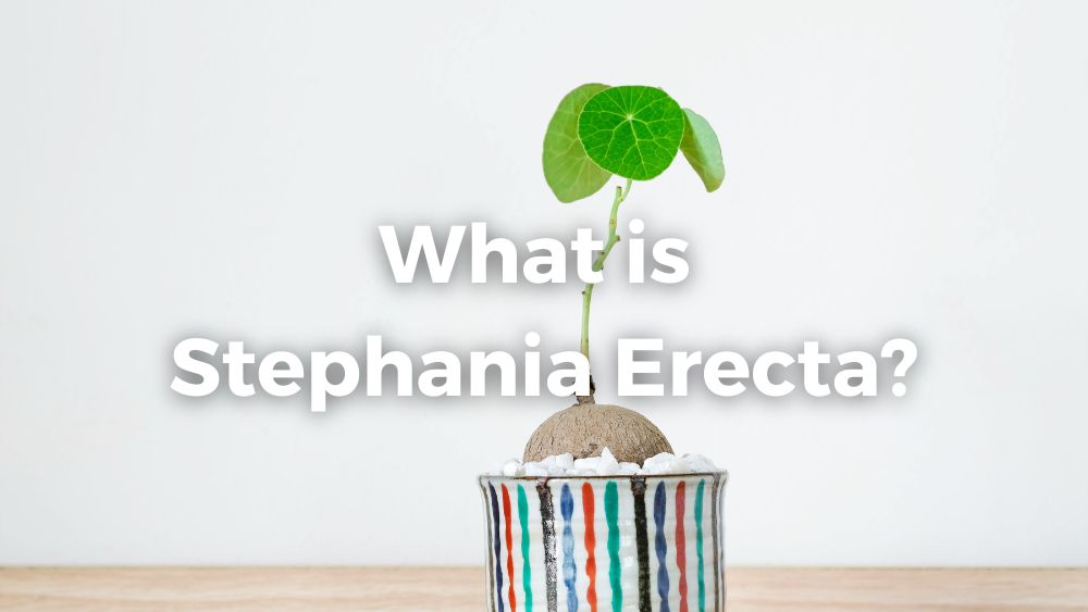 stephania erecta in a pot