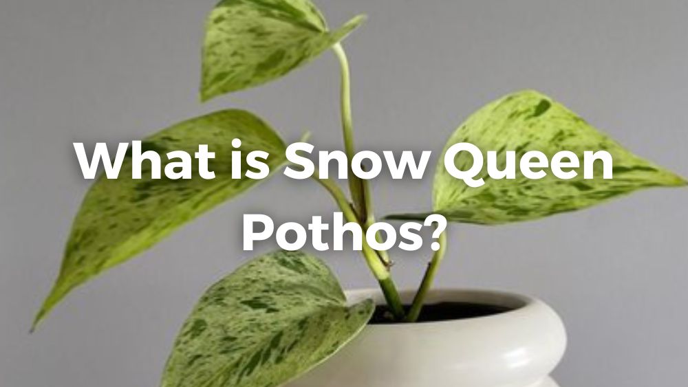 what is snow queen pothos