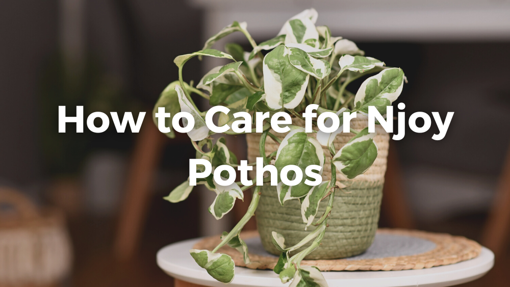 Njoy Pothos in a pot