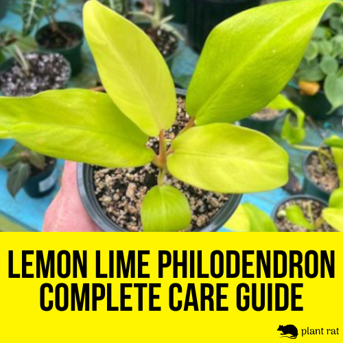 Potted Lemon Lime Philodendron