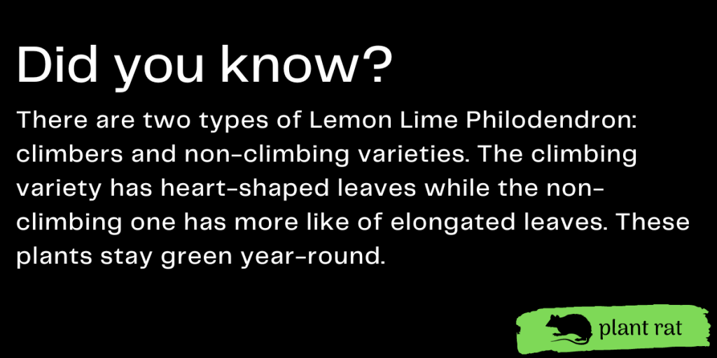 Lemon Lime Philodendron Mini Trivia Info