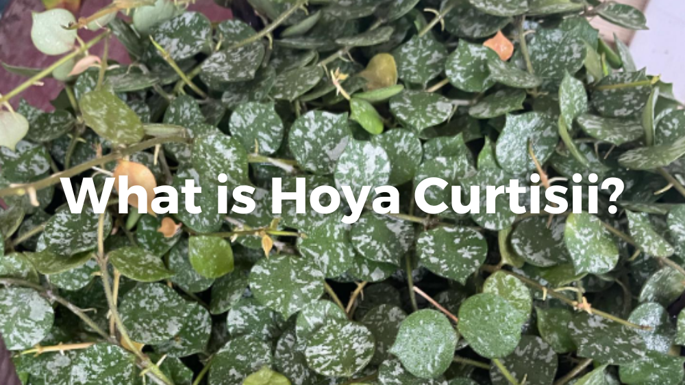 a bunch of hoya curtissi